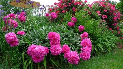 Пионы достойное украшение вашего сада. Пионы фото