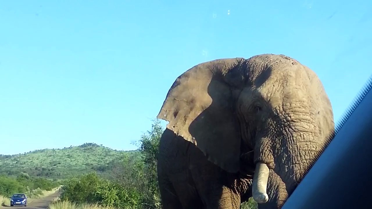 Elephant Attacks Our Car - On African Safari [Exclusive Video]