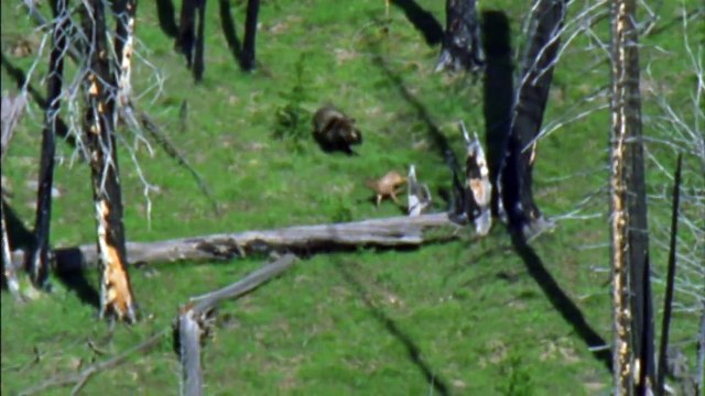 Grizzly Mother Bear Chases Down Elk - Most Shocking Kill