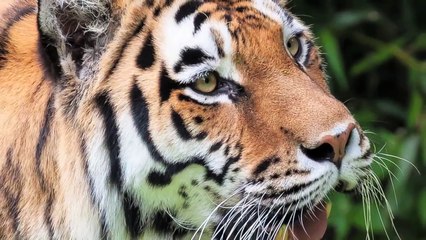 Tiger vs Great White Shark - Lagoon Ambush!