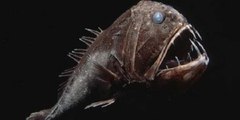 10 Most Terrifying Sea Creatures You Never Heard Of