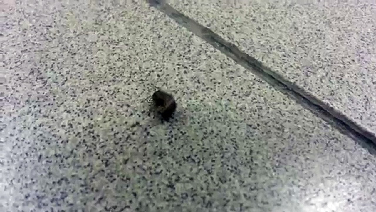 How to get perfect ABS - Esercizio per Addominali perfetti