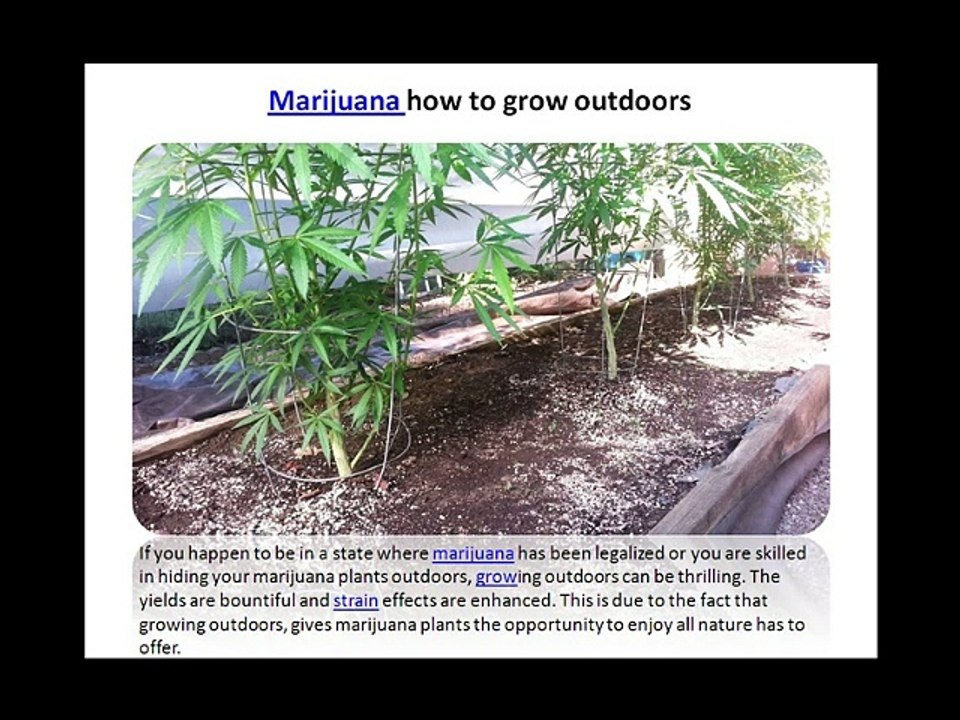 marijuana how to grow outdoors