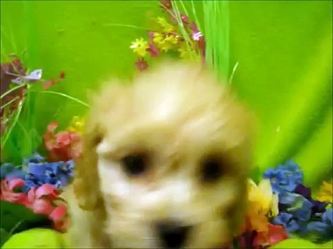 MALE CAVACHON(CAVALIER KING CHARLES SPANIEL X BICHON FRISE)