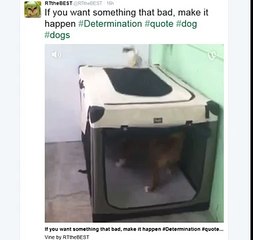 [ Just kidding][funny videos][ตลก]!!!!!If you want something that bad, make it happen #Determination (FULL HD)