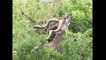 Антилопа Куду ( Tragelaphus strepsiceros ) [ Это интересно ] Животные Африки