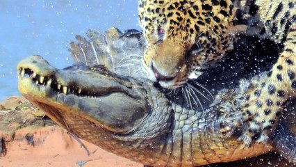Year's Best Attack - Jaguar Attacks Crocodile