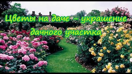 Цветы на даче украшение дачного участка