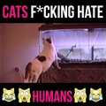 Insane funny cat moments xD (Funny Videos 720p)