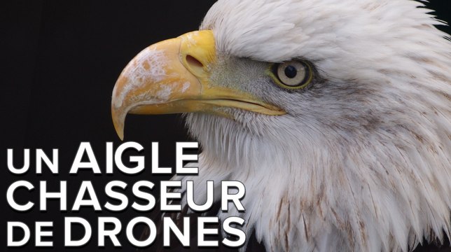 Des aigles chasseurs de drones entrainés par la police des Pays-Bas