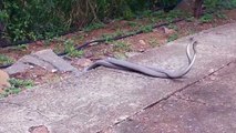 Black Mamba Battle- Deadliest Venomous Snakes Spar