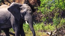 Crocodile Attacks Elephant at Watering Hole