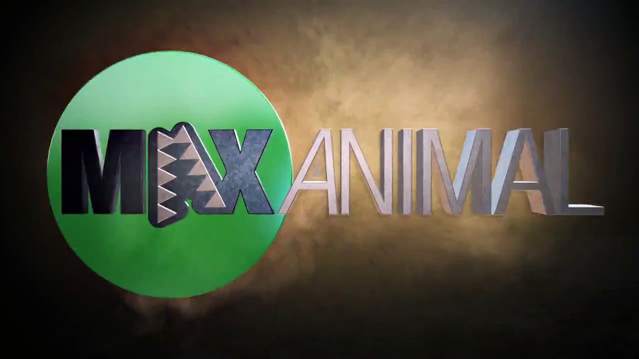 Grizzly Bear Battles 4 Wolves