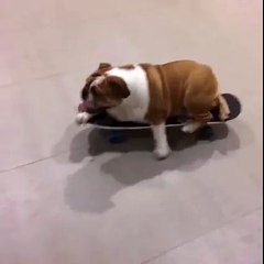 "..This dog doesnt need to be walked... - GVP.."