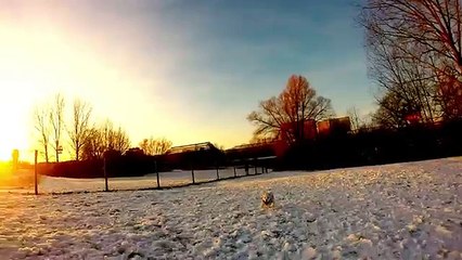 Bichon frise 1 år leker med gopro i norrköping