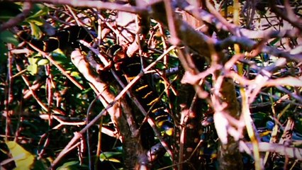 World’s Longest Venomous Snake Devours Unexpected Prey