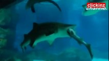 Tiger Shark Eats Another Shark At Seoul's COEX Aquarium - Tiburon come Tiburon en Acuario Seul Tiburon Tigre 2016