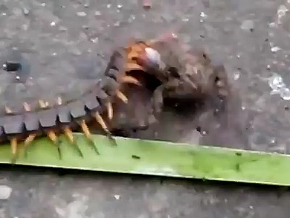 The HUGE Centipede kill and eat the Frog