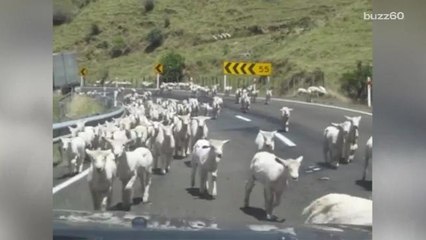 Thousands of adorable sheep caught on video in a "lampede"