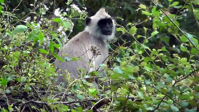 ШРИ ЛАНКА - ЯЛА - САФАРИ НА ДЖИПАХ ПО НАЦИОНАЛЬНОМУ ПАРКУ - 6 часть