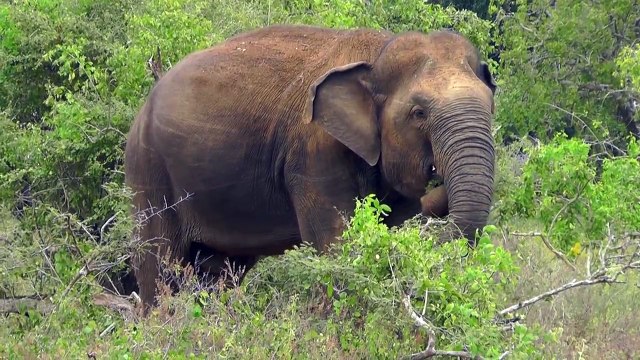 ШРИ ЛАНКА - ЯЛА - САФАРИ НА ДЖИПАХ ПО НАЦИОНАЛЬНОМУ ПАРКУ - 7 часть