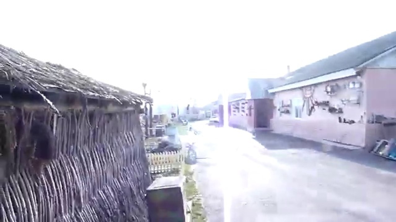 Guy films a Man chased by Bear climbing in a Tree!! Crazy Russians!