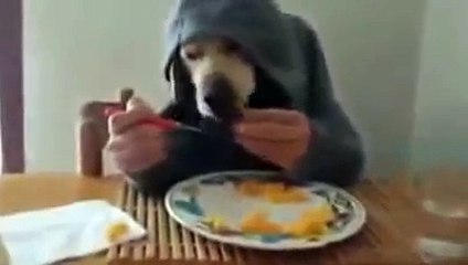 Funny WhatsApp Videos Which Will Make you Laugh Out Loud on Floor
