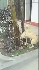 Funny WhatsApp Videos Which Will Make you Laugh Out Loud on Floor