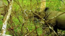 Indian Rhinoceros Full Documentary