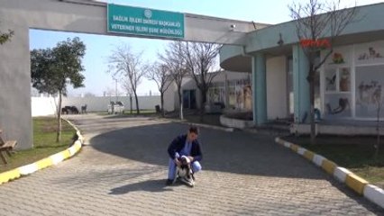 Manisa Avcıların Sakat Bıraktığı Köpek Yürüteçle Ayağa Kalktı