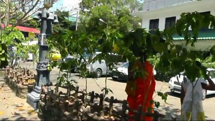 ШРИ ЛАНКА, ДАМБУЛЛА, ХРАМ ГОЛДЕН ТЕМПЛ, МОНАХИ, ДЕРЕВО МАНГО