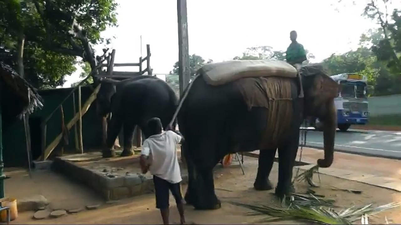 ШРИ ЛАНКА, КАТАНИЕ НА СЛОНАХ, ПОДГОТОВКА СЛОНА