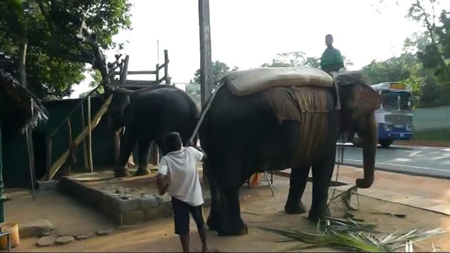 ШРИ ЛАНКА, КАТАНИЕ НА СЛОНАХ, ПОДГОТОВКА СЛОНА