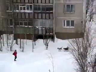 Russian hero saves woman from wild dogs