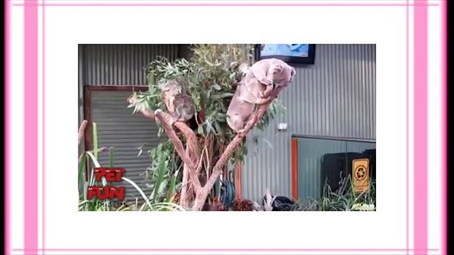 Funny animals funniest new clips・Funny videos funny video of dogs and cats playing compilation・Fun (FULL HD)