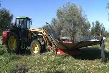 Vecinos de Pela evitan el robo de aceitunas