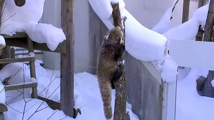 Красные панды играют в снегу