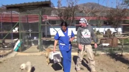 Sokak Hayvanları İçin Kilimanjaro'ya Tırmanacak