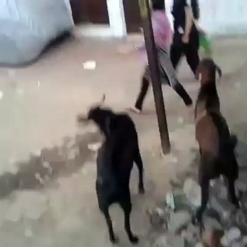 Goat hits Little Girl - Very Funny