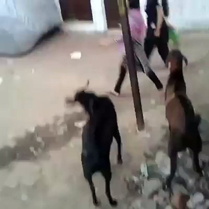 Goat hits Little Girl - Very Funny