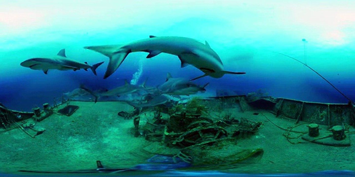 MythBusters- Sharks Everywhere! (360 Video)