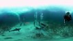 MythBusters- Underwater Shark Experiment (360 Video)
