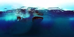 The Fight to Save Threatened Species (360 Video)