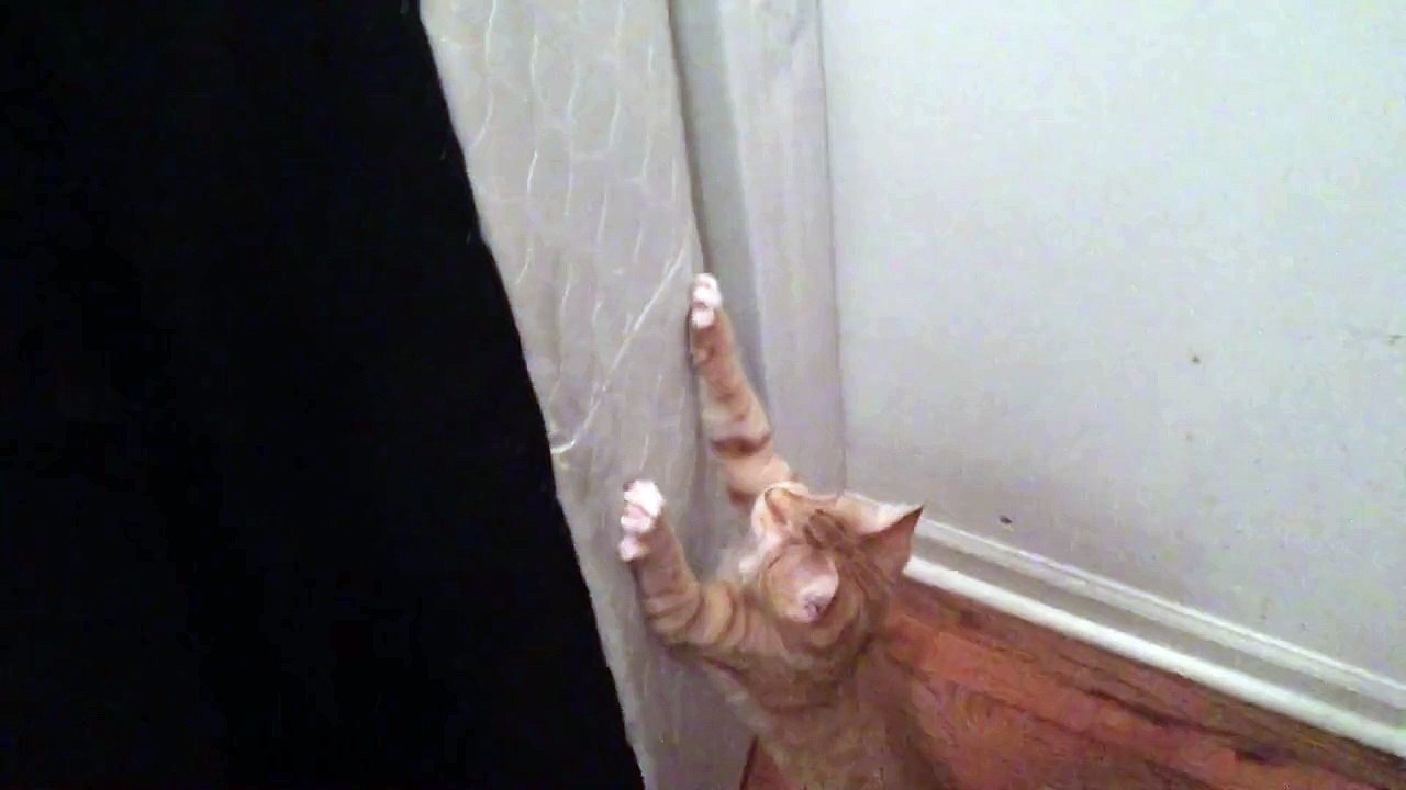 Chat qui escalade des matelas