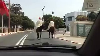 Moroccan Horse