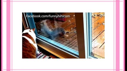 Funny Animal Video   Funny cat videos funny cat collection part 5・Funny Animal Video   Funny cat vid (FULL HD)