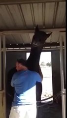 He’s Trying To Leave The Barn – But The Horse’s Response Made Everyone Burst Into Laughter