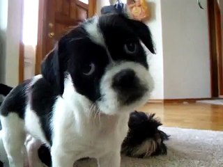 Como Educar a un Cachorro Consigue 3 Videos
