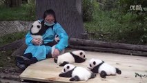 Payée 2300 euros pour caliner des bébés panda