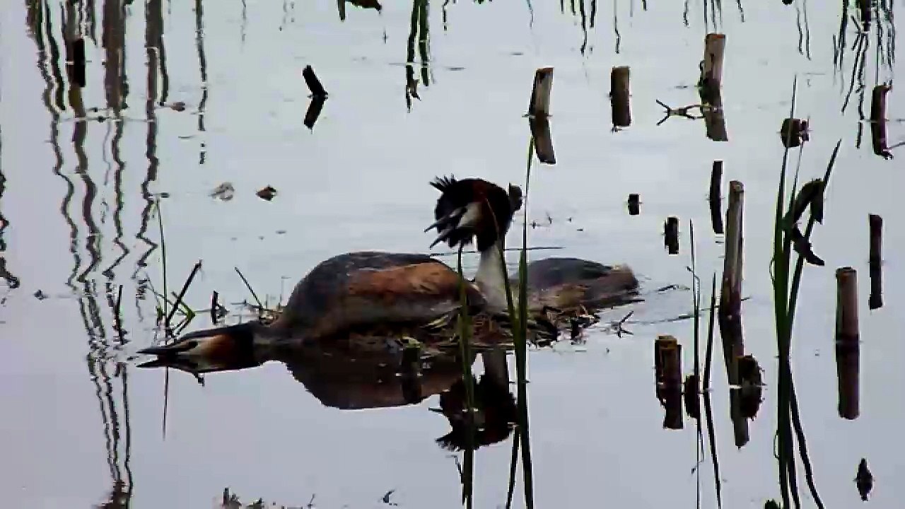 Great crested grebe
